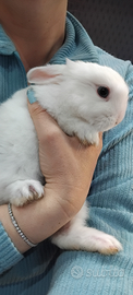Coniglio nano bianco