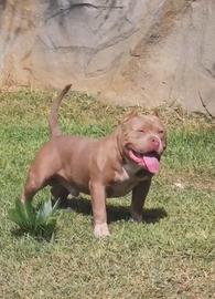 American bully EXTREME
