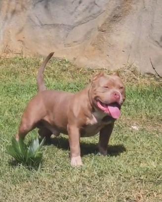 American bully EXTREME