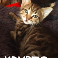KRIPTO gattino di 3 mesi