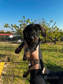 Cuccioli di bassotto a pelo duro