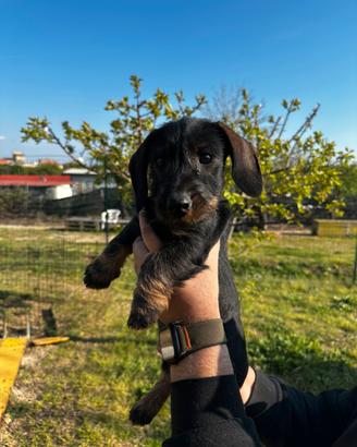 Cuccioli di bassotto a pelo duro