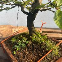 Bonsai faggio