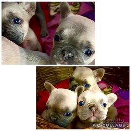 Buldog francesi esotici