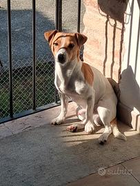 Jack Russell