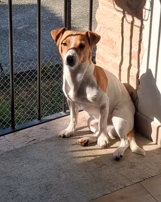 Jack Russell