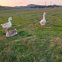 Oche maschio 2 kolmogory e 1 sebastopoli