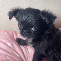 Cucciola di chihuahua con pedigree, pelo lungo