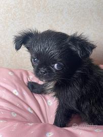 Cucciola di chihuahua con pedigree, pelo lungo