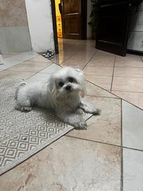 Maltesino per monta