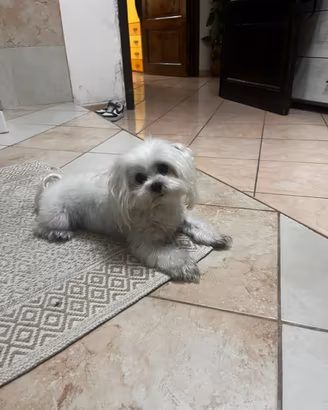 Maltesino per monta