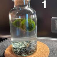 Marimo in vaso