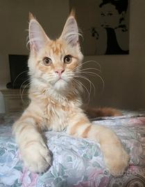 Maine coon
