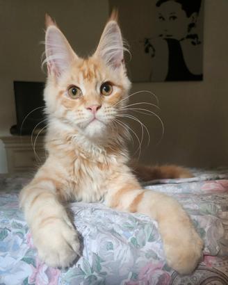 Maine coon
