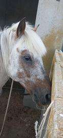 Doppio pony