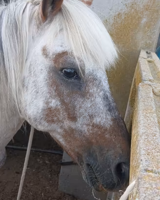 Doppio pony