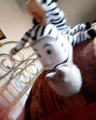 Zebra Madagascar 