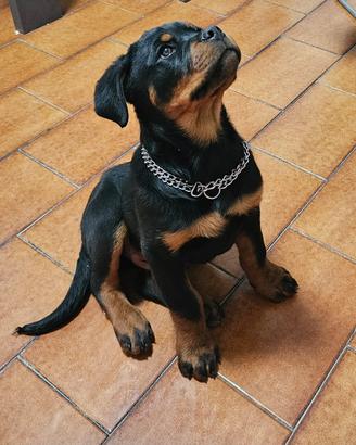 Cucciolo maschio rottweiler
