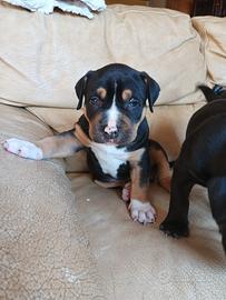 Cuccioli pit-bull