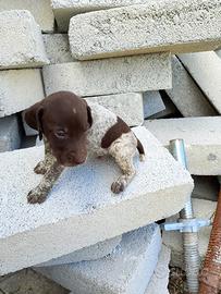 Cuccioli di Bracco Pointer da Tartufo