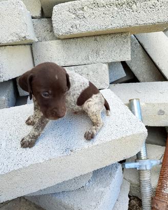 Cuccioli di Bracco Pointer da Tartufo