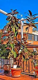 Pianta di Ficus alta quasi 2 metri e mezzo