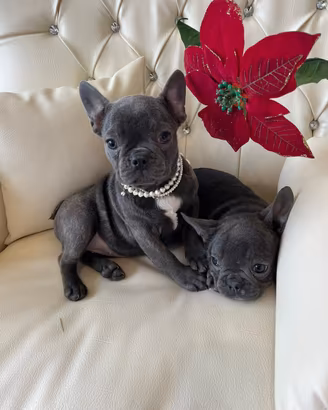 Bulldog francesi esotici