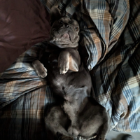 Bulldog francese per monta