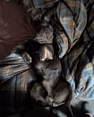 Bulldog francese per monta