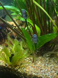 Pesci ancistrus