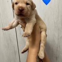Cuccioli di Labrador