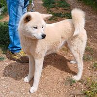 Akita inu Giapponese