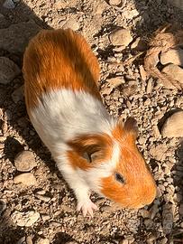 Cavie peruviane