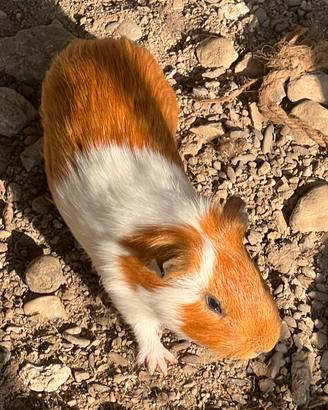 Cavie peruviane
