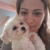 Cuccioli maltesi taglia mini/piccola pelo riccio