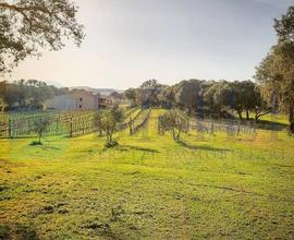 Esclusiva Azienda Agricola con Vigneto a Berchidda