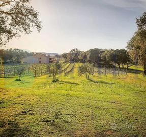 Esclusiva Azienda Agricola con Vigneto a Berchidda
