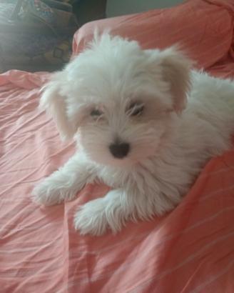 Maltese cucciola di 2 mesi