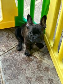 Cuccioli di Bulldog francese Bridge/Fulvo