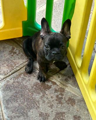 Cuccioli di Bulldog francese Bridge/Fulvo
