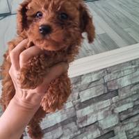 Barboncino toy ,toy femmina rossa