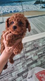 Barboncino toy ,toy femmina rossa