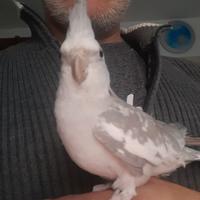 Calopsitte allevata a mano
