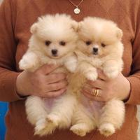 Spitz di pomerania nani