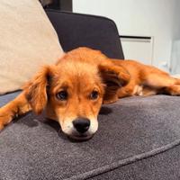 Cane meticcio dolce, bello ed intelligente