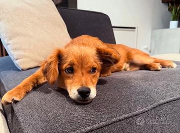 Cane meticcio dolce, bello ed intelligente