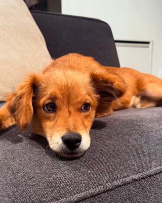 Cane meticcio dolce, bello ed intelligente