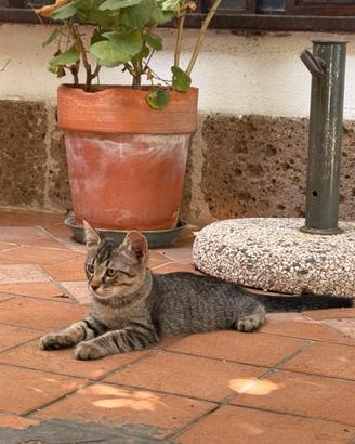 Gattino di due mesi