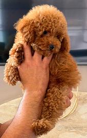 Meraviglioso cucciolo di barboncino toy