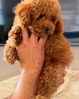 Meraviglioso cucciolo di barboncino toy